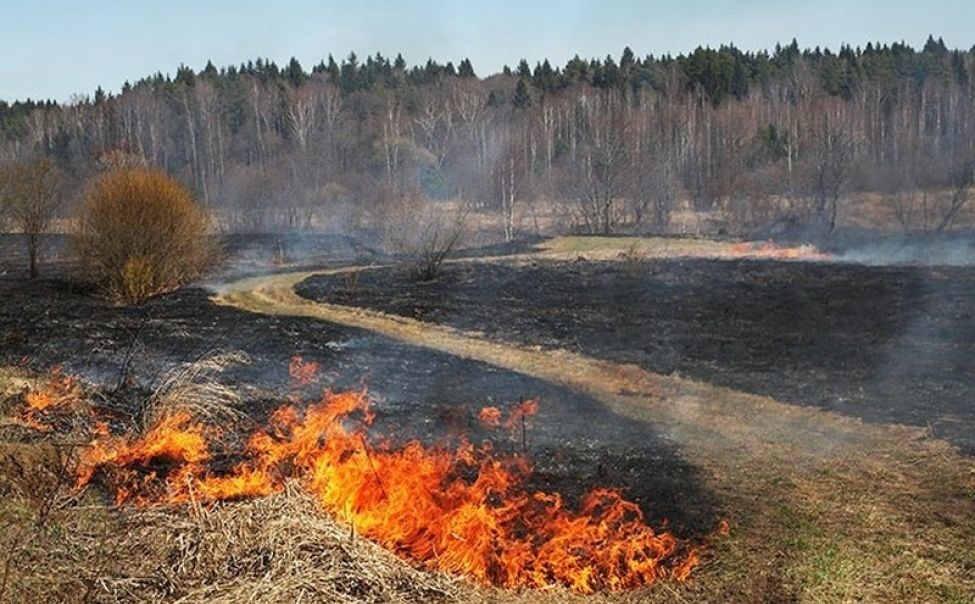 Не допустить пожар в лесу!.