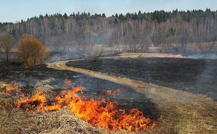 Не допустить пожар в лесу!. Не допустить пожар в лесу!.